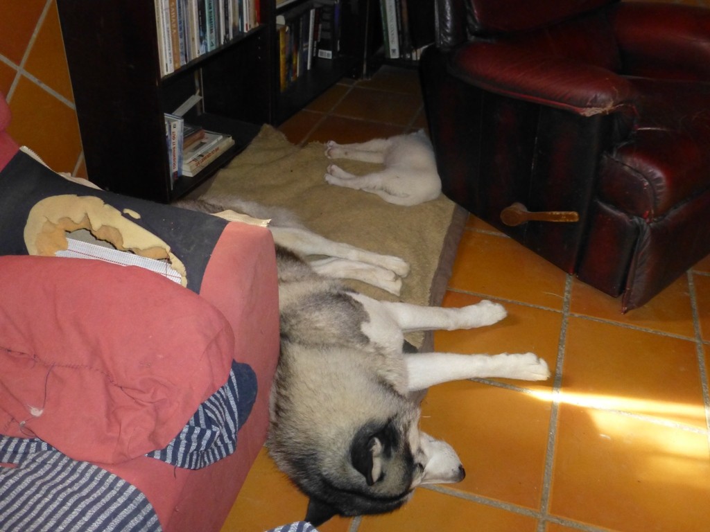 Teaching Rita how to sleep husky style. Excuse the hole in the sofa we have tried many times to restyle it!