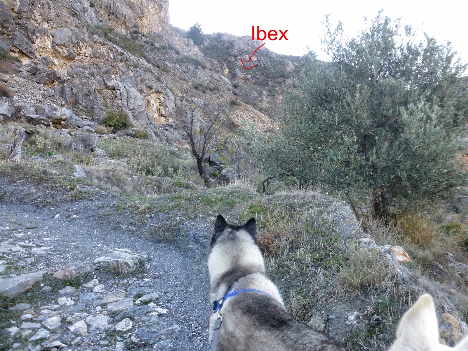 Hard to see in this photo as it has been shrunk down so much but the Ibex are running across the mountainside. You can see me and Rita want to run with them to